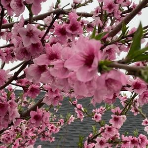 Meet your Posher, Bette